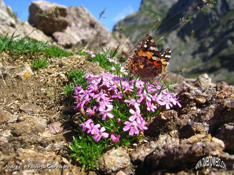 06 Farfalla sui fiori, pizzo dei Tre Signori.jpg